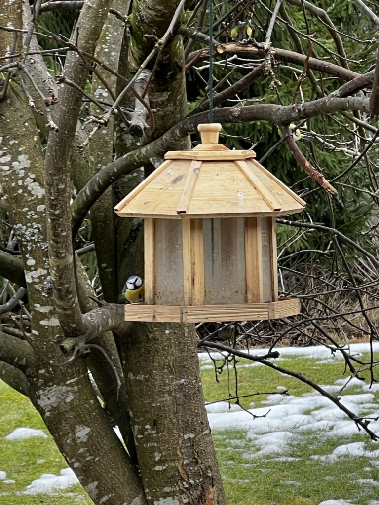 A Little Blue Tit Reminded Me of Real Freedom