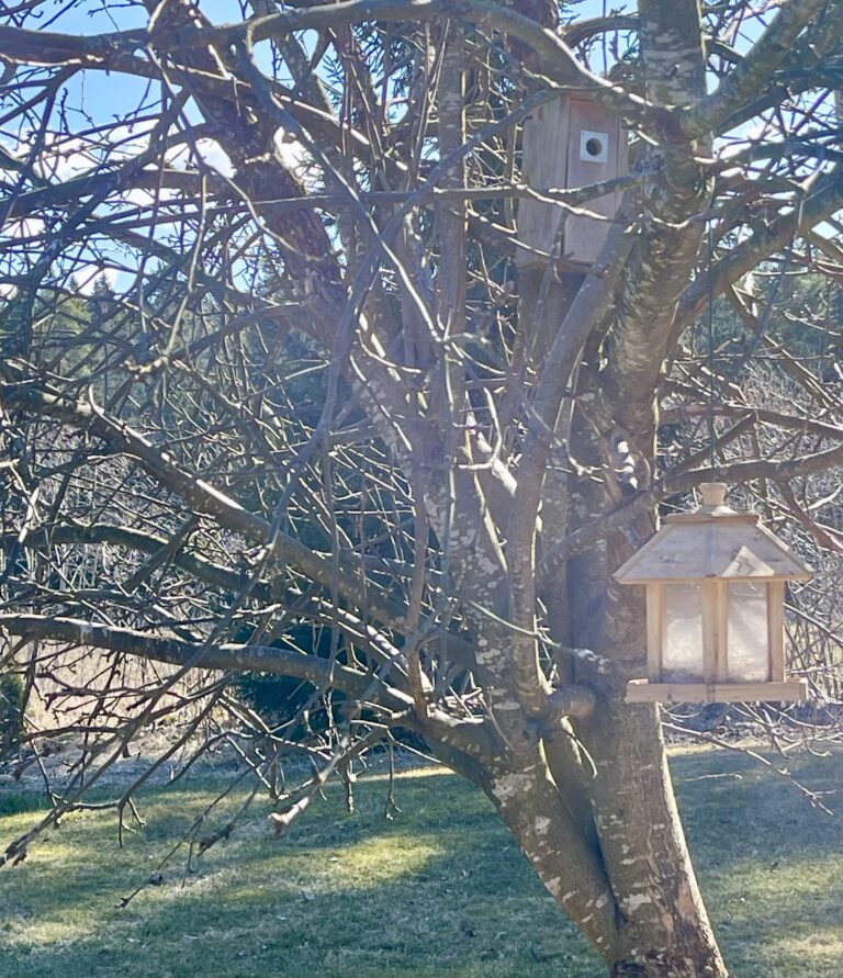 When a Sparrowhawk Hit the Bird Feeder